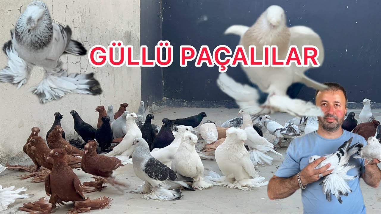 MARDİN GÜLLÜ PAÇALILARI EFSANE GÜVERCİNLER