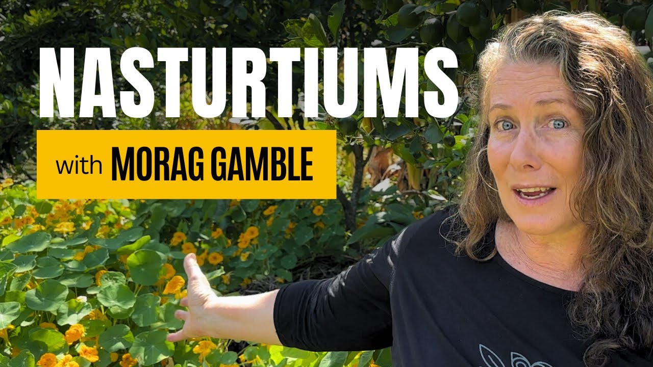 How to Grow, Propagate, and Use Nasturtiums
