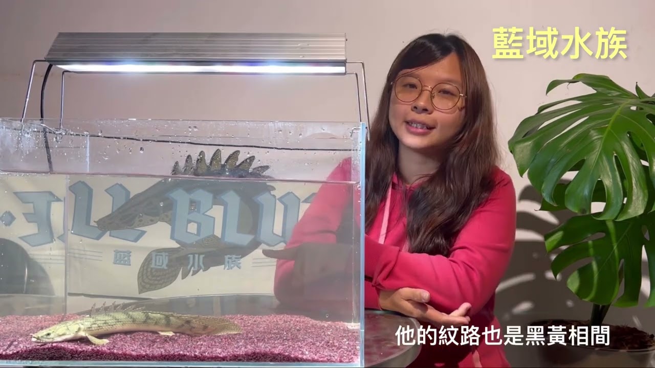藍域水族🐟多鰭魚/恐龍魚（Polypterus）基礎介紹-王類恐龍魚（虎斑恐龍、鱷魚恐龍、黃金恐龍、安室恐龍、皮卡丘恐龍）