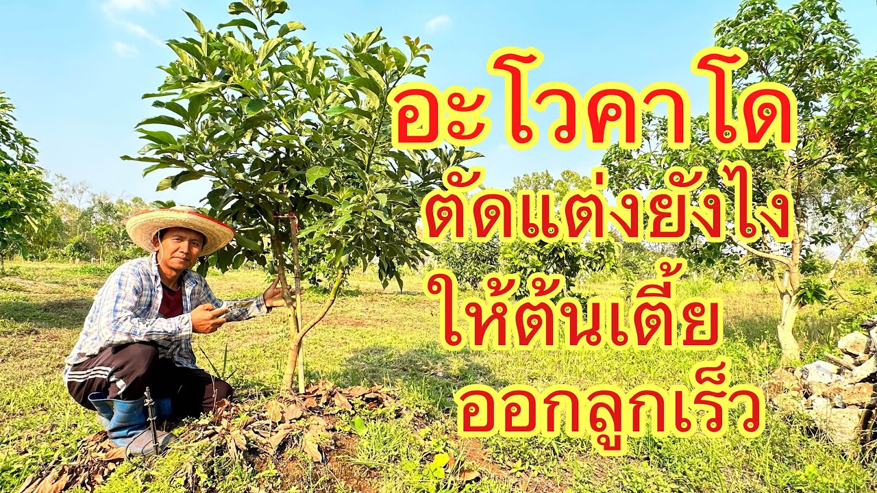 ตัดแต่งต้นอะโวคาโดยังไง ให้ต้นเตี้ย ออกลูกเร็ว