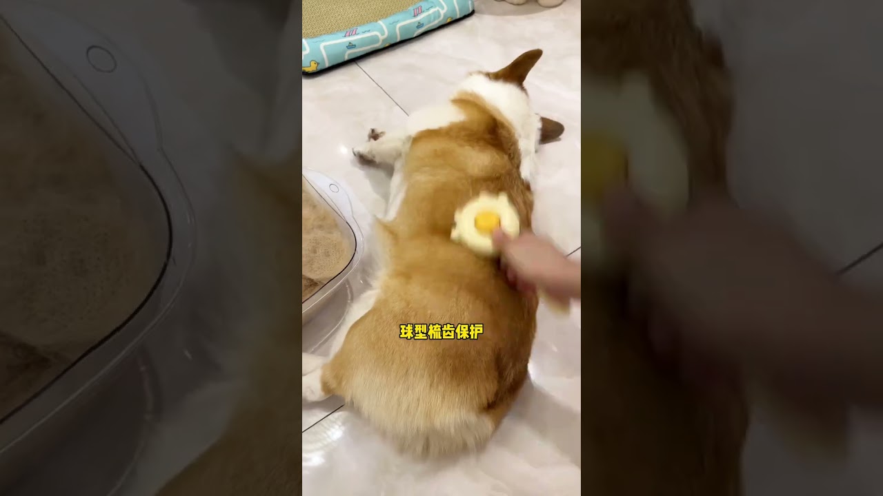 Use this exquisite and easy-to-use floating hair comb to comb cats and dogs, and you can clean a lo