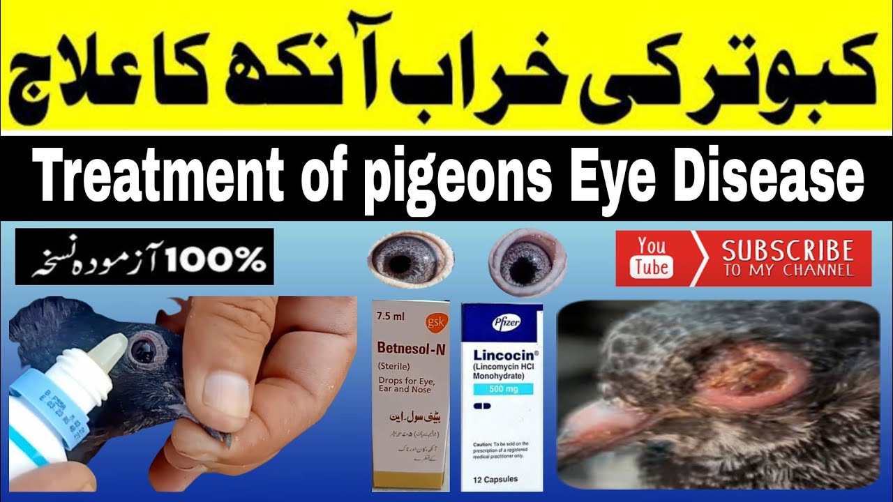 Pigeon Eye Infection Treatment!!کبوتر کی خراب آنکھ کا علاج