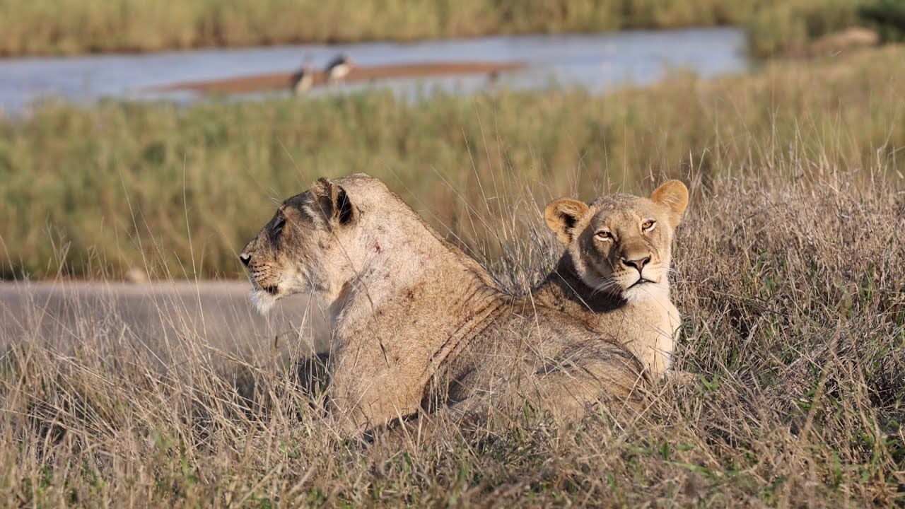 Safari Bliss - The MARTHLY PRIDE and more...