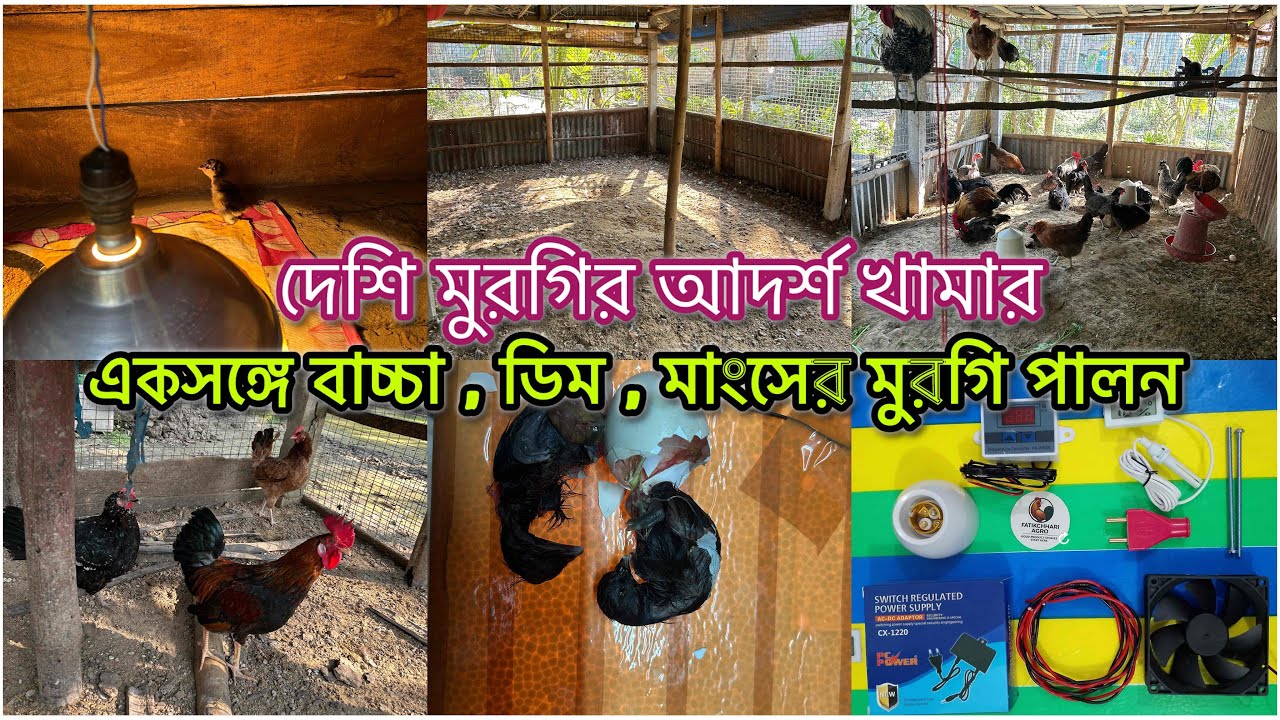 সঠিক নিয়মে দেশি মুরগি পালন 🐓 কম খরচে দেশি মুরগির খামার তৈরি ॥ @arisingsunina #মুরগিপালন #দেশিমুরগি 
