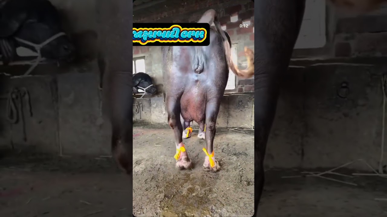 pure jarabadi buffalo saler And farm gujarat | jafrabadi કુંઢી buffalo before delivery stock