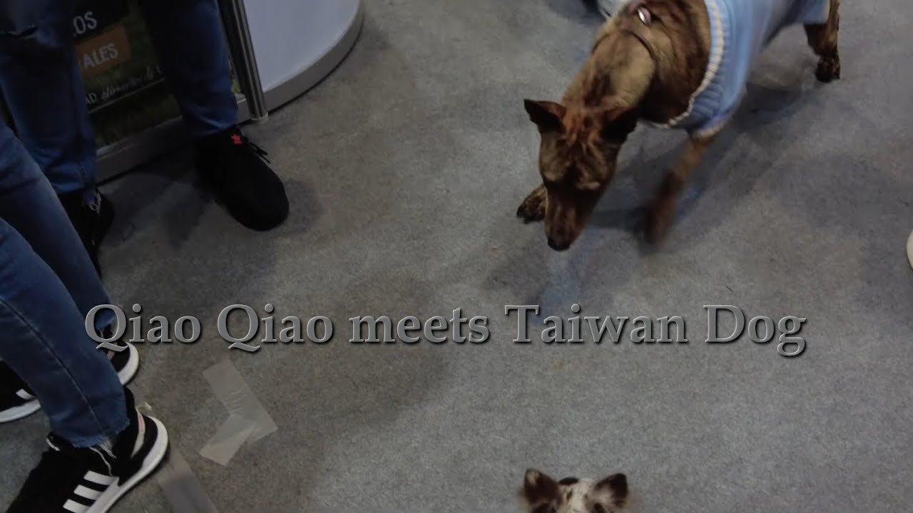 Merle Chihuahua meets Taiwan Dog