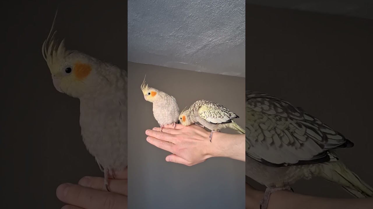 2025-04-11 Cockatiels are now tamed