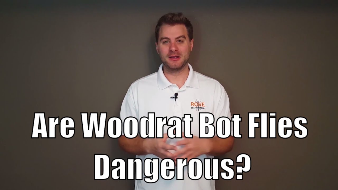 Are Woodrat Bot Flies Dangerous?