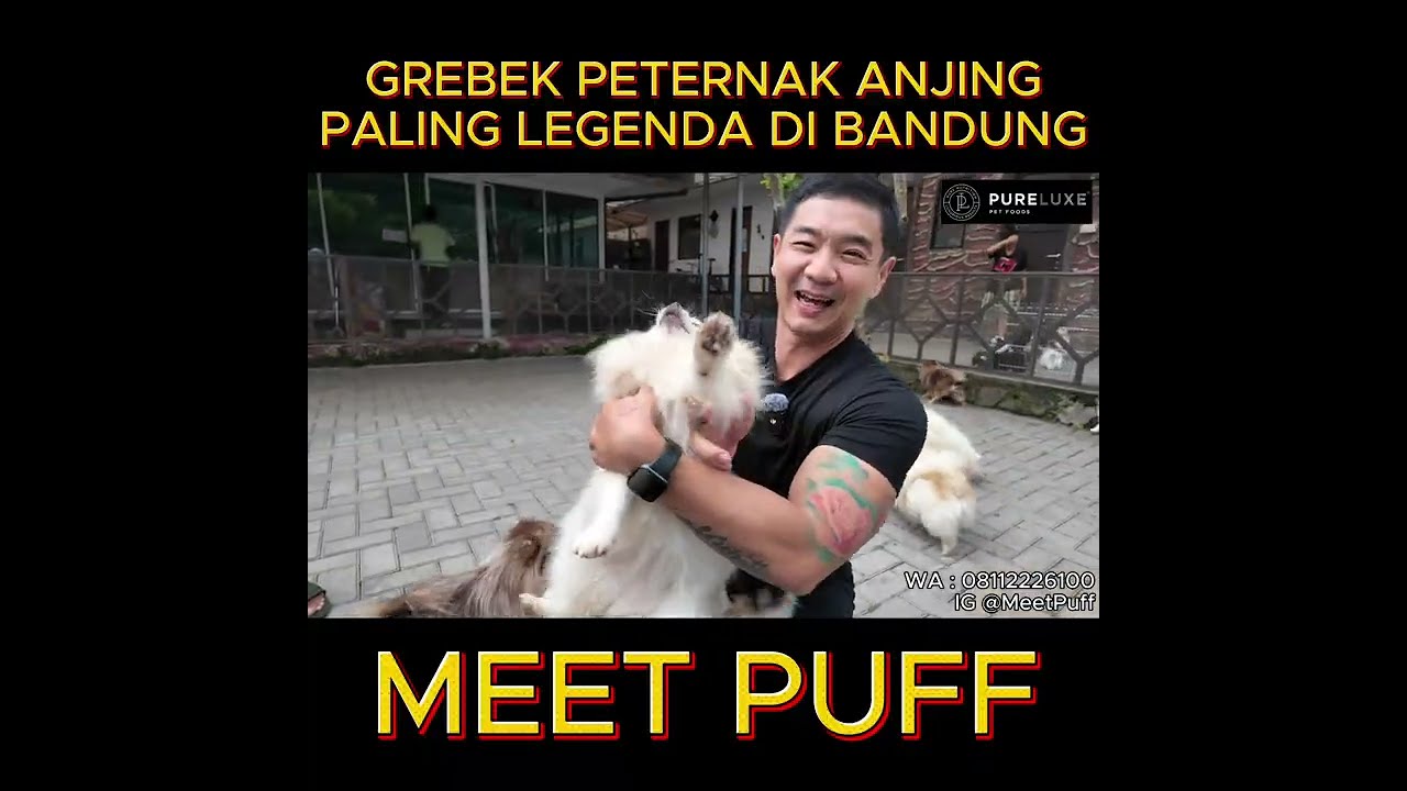 Peternakan Anjing Kecil Paling Legend Di Bandung