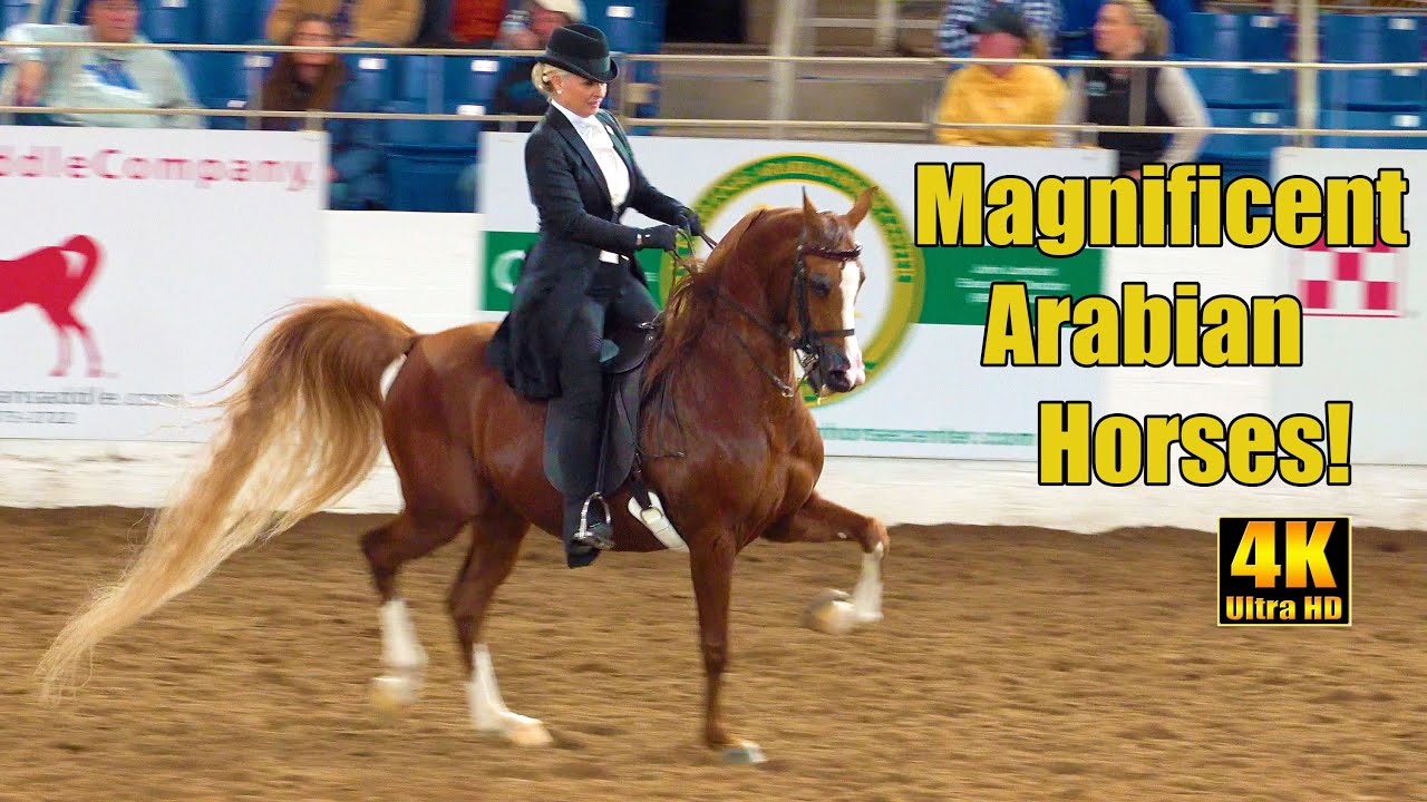 Scottsdale Arabian Horse Show English Pleasure