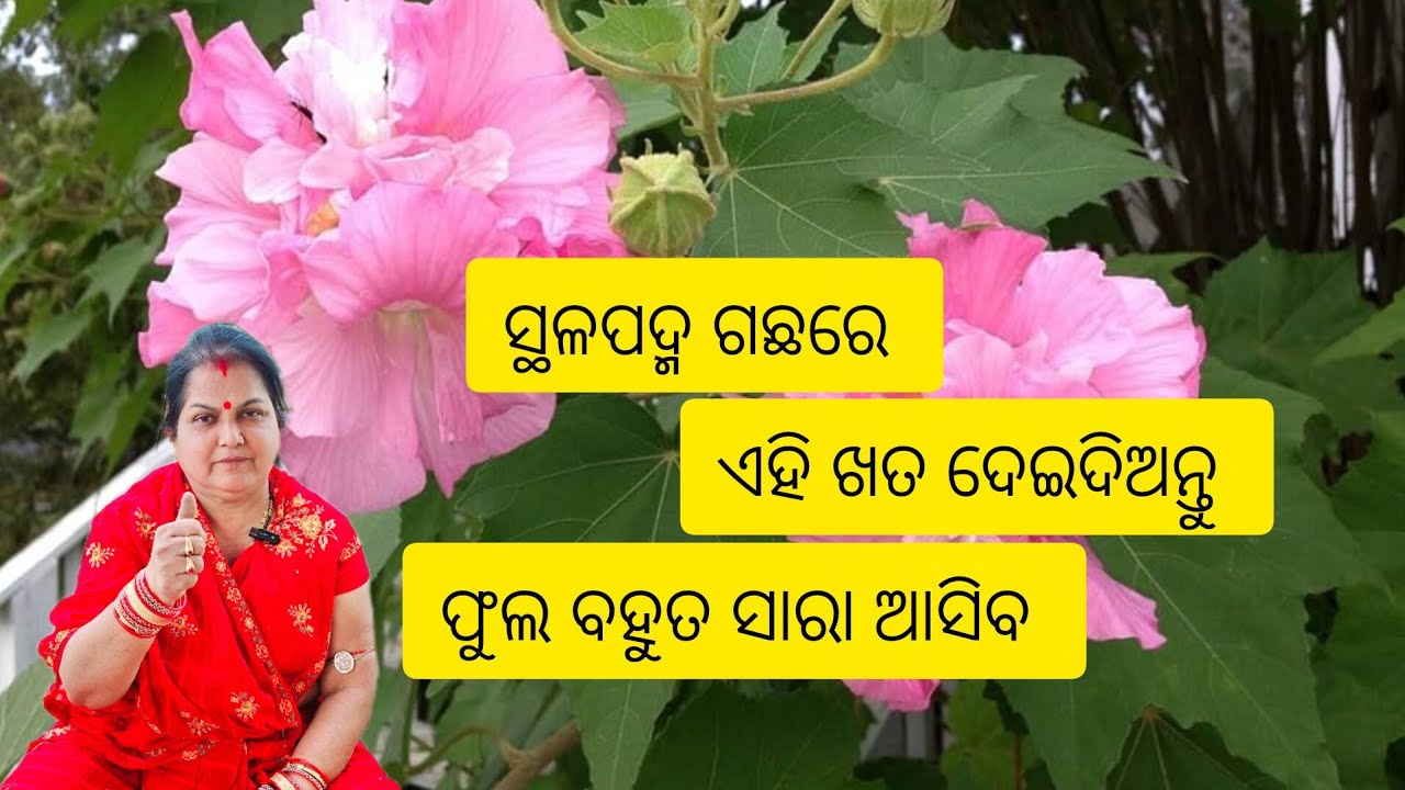 ସ୍ଥଳପଦ୍ମ ଗଛରେ ଏହି ଖତ ଦେଇଦିଅନ୍ତୁ /ଫୁଲ ବହୁତ ସାରା ଆସିବ /Sthal padma plant care 