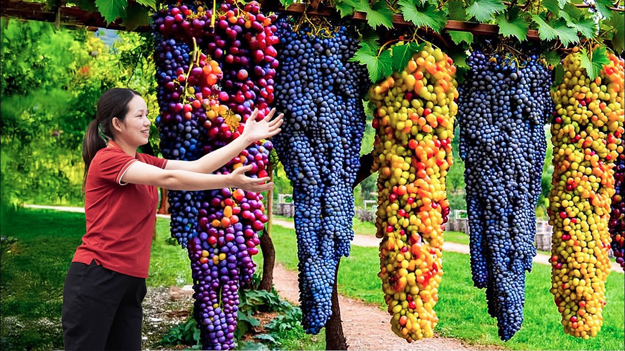Harvesting Sweet Giant Wild Grapes 🍇 | Traditional Chicken Fry Recipe Cooking to sell | Triệu Khang