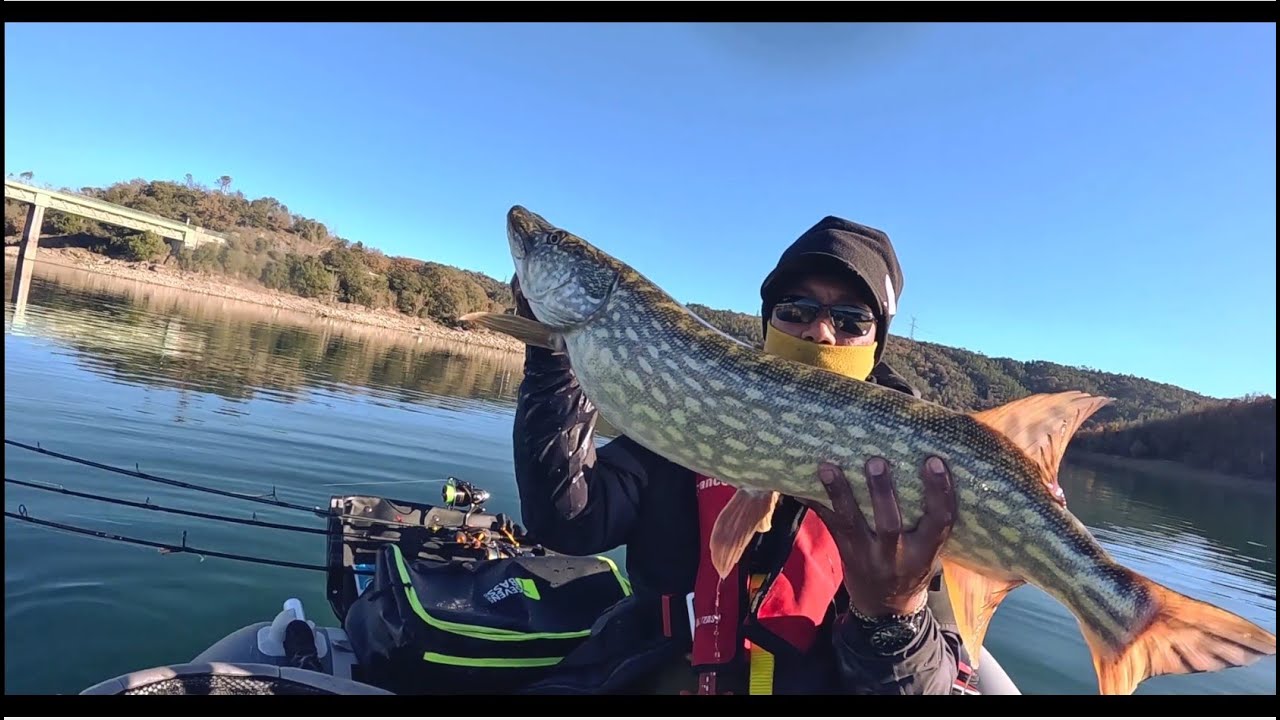 Session hivernale en verticale : Perche, sandre et record brochet