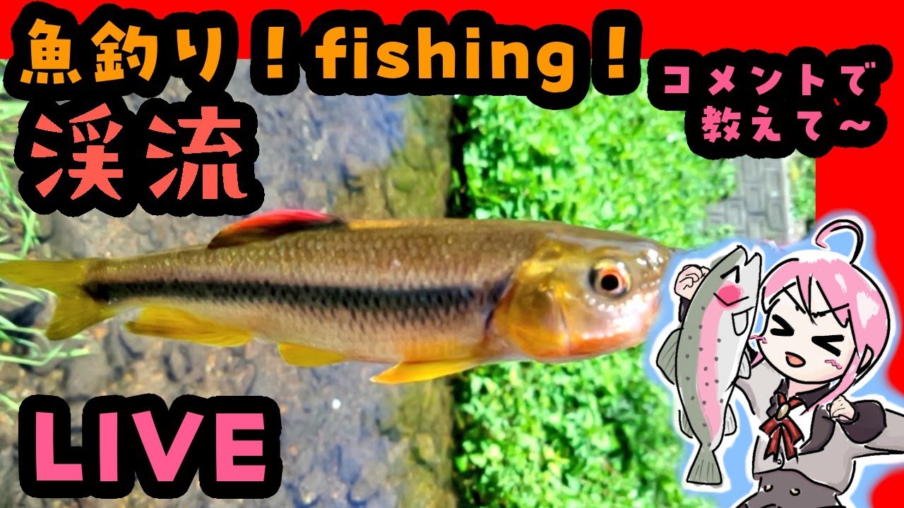 渓流 チャビング 🎣ԅ( ˘ω˘ ԅ)教えて下さい #ライトゲーム  #VTuber #魚釣り #fishing #Vチューバー 2026.03.07-2