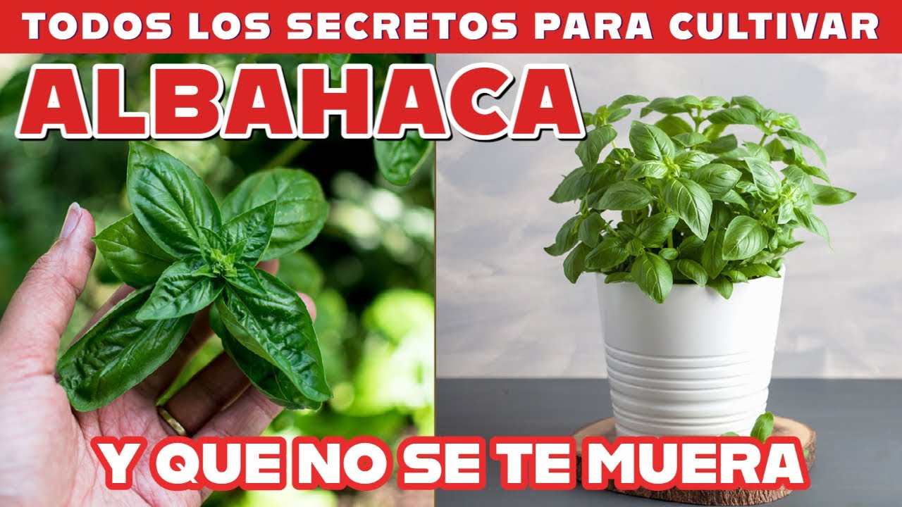 Desde que hago esto mis albahacas producen muchísimo. Secreto para cultivar albahaca en casa