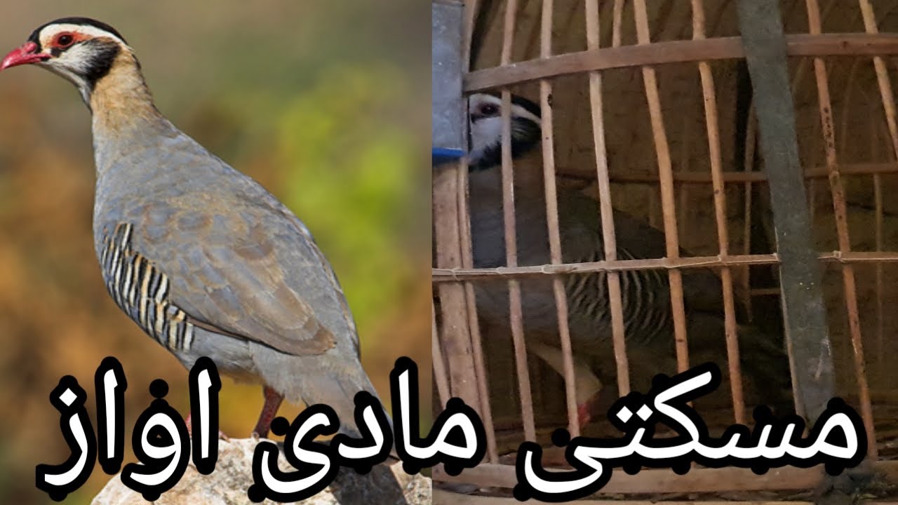 Chakor ki awaz | madi chakor ki awaz