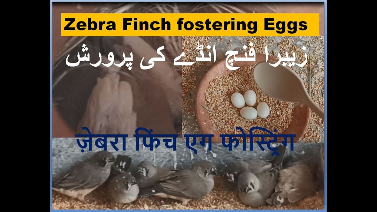 Zebra Mutation Finches Fostering some eggs to free the pair | Finches | birds breeding | Birds