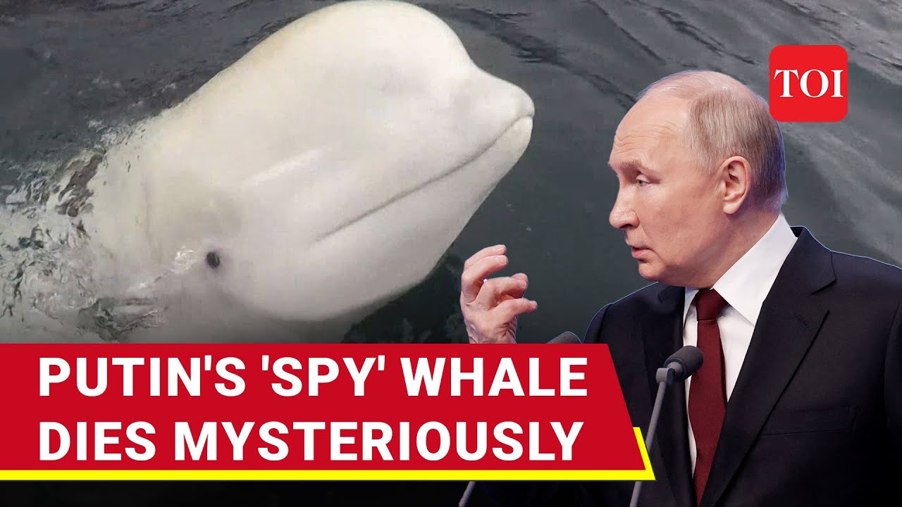Russian &lsquo;Spy&rsquo; Named After Putin Killed Off Norway&rsquo;s Coast? Hvaldimir Beluga Whale Found Dead