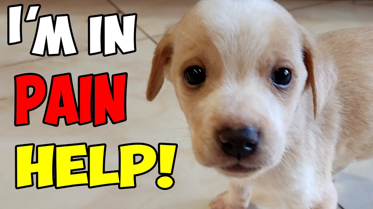 Small Puppy was Crying In Pain For Help until This Man Finally Heard Him