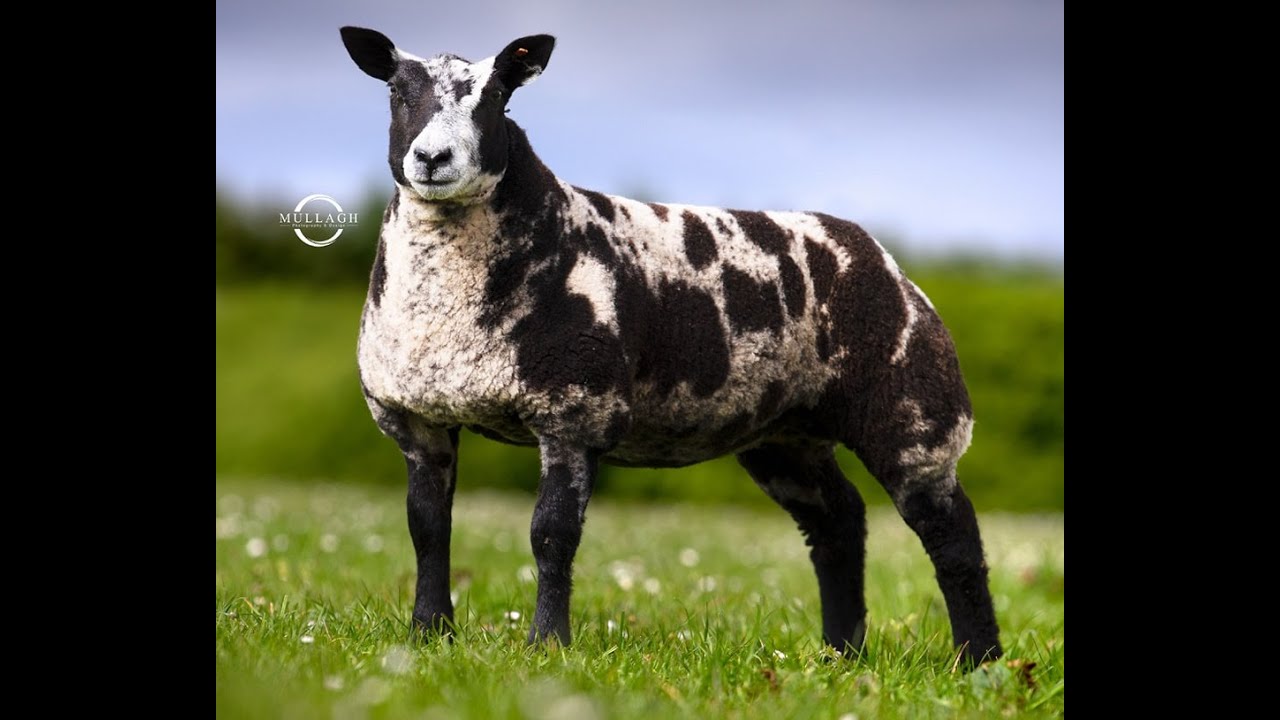 Dutch Spotted ewe lamb sells for €5,550