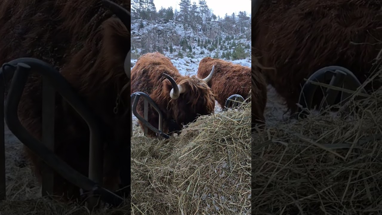 Småbruker livet på Hoveland Gård 