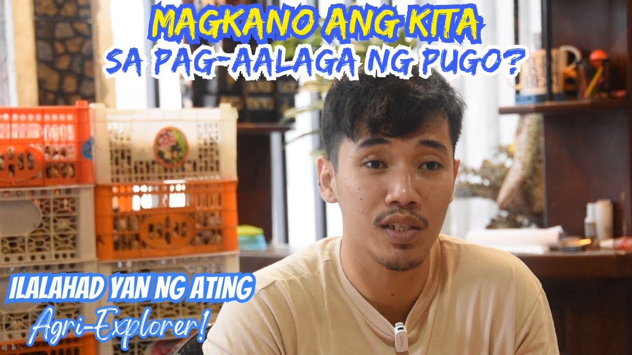 MAGKANO ANG KITA SA PAG-AALAGA NG PUGO? | INCOME OF QUAIL FARMING BUSINESS | RON'S FARM OFFICIAL