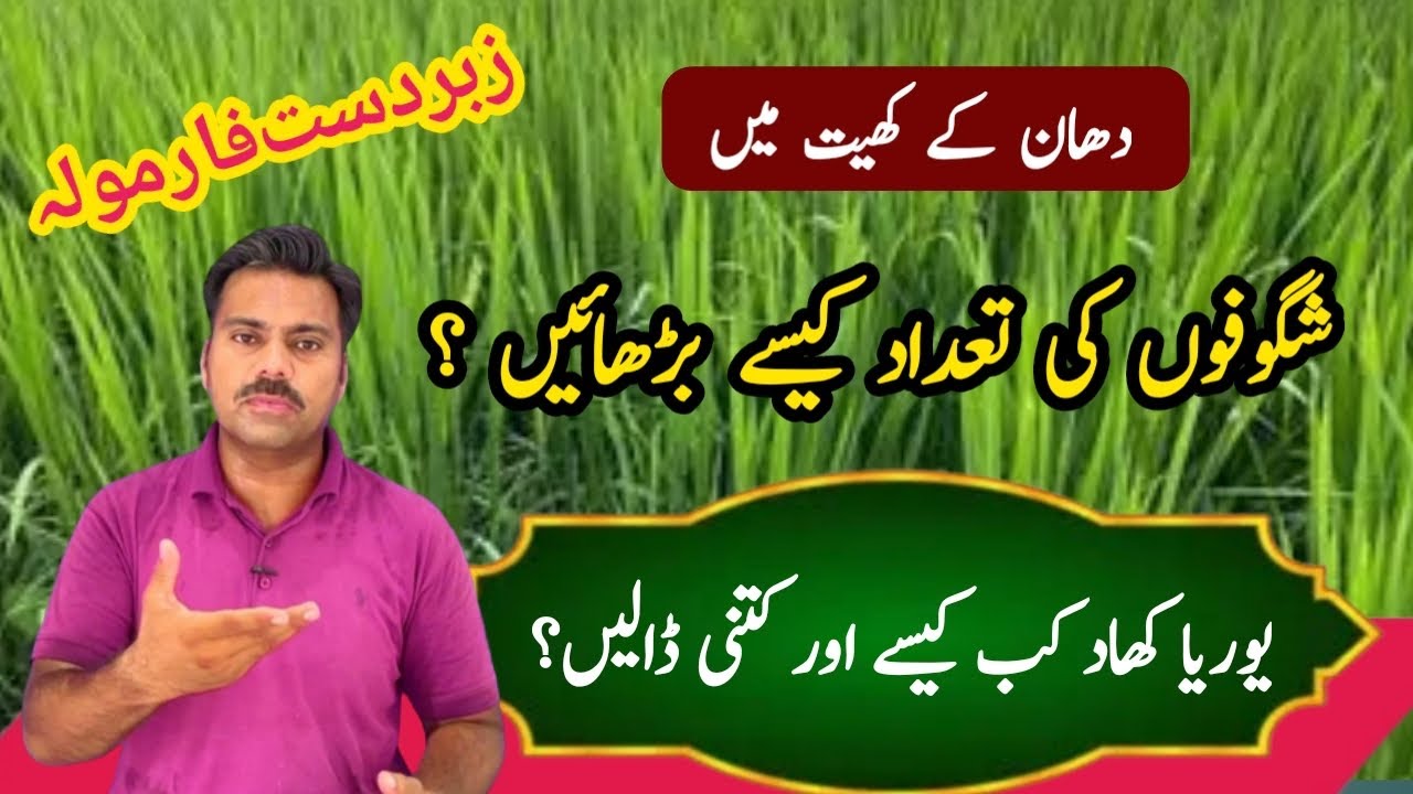 How to increase tillering in rice crop | How to use urea in paddy fields | Abid Ali Agrarian
