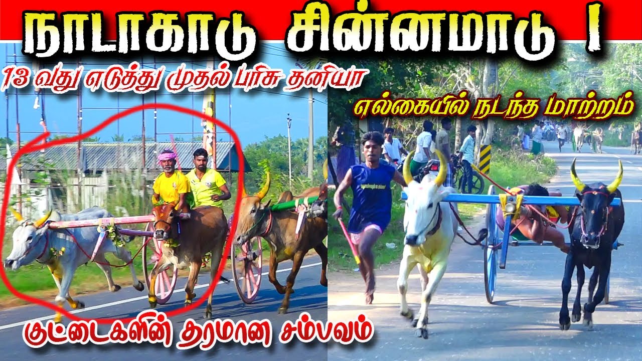 நாடாகாடு சின்னமாடு 1 19/01/2026