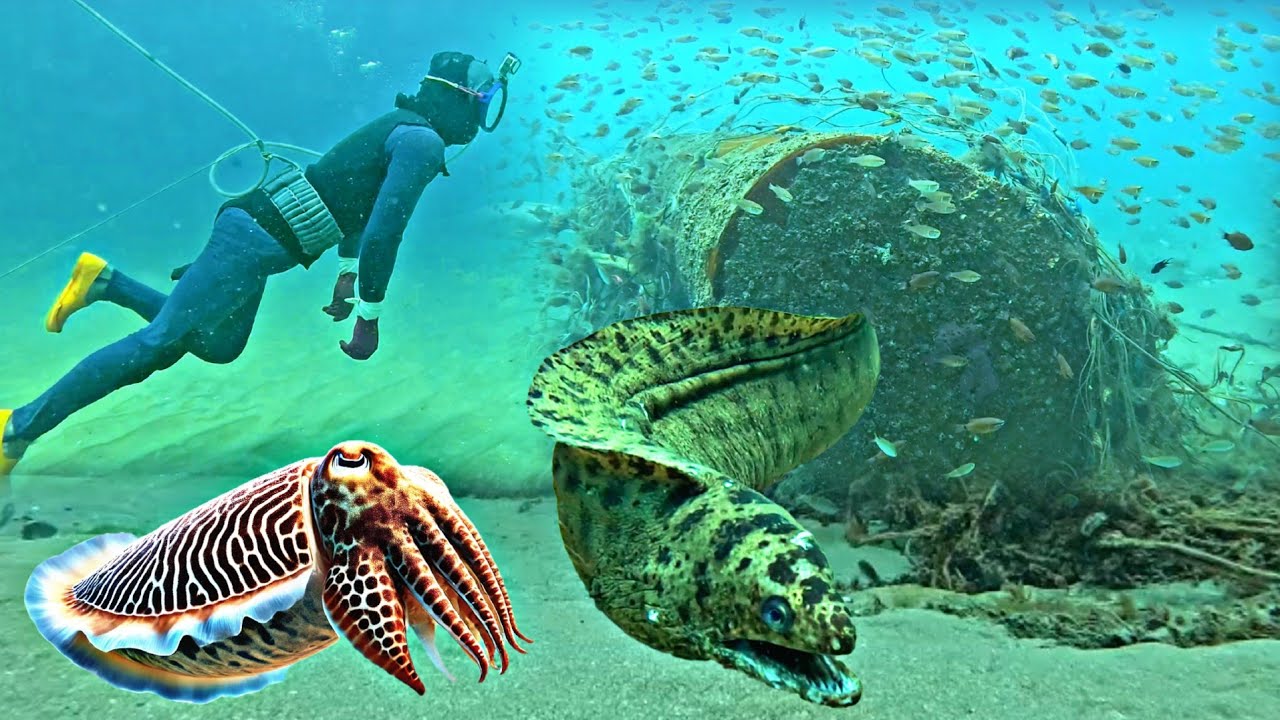 We went diving and discovered cuttlefish right next to the large barrel.