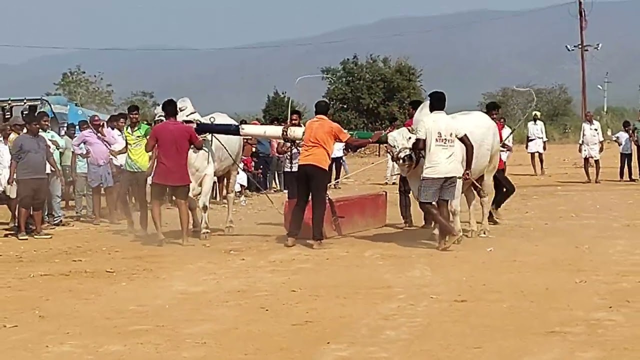 KUNDHURI RAMBHUPALREDDY BULLS 🐂🐂 sri mandhalapaya thirumalanadha swamy thirunala 14/3/2025