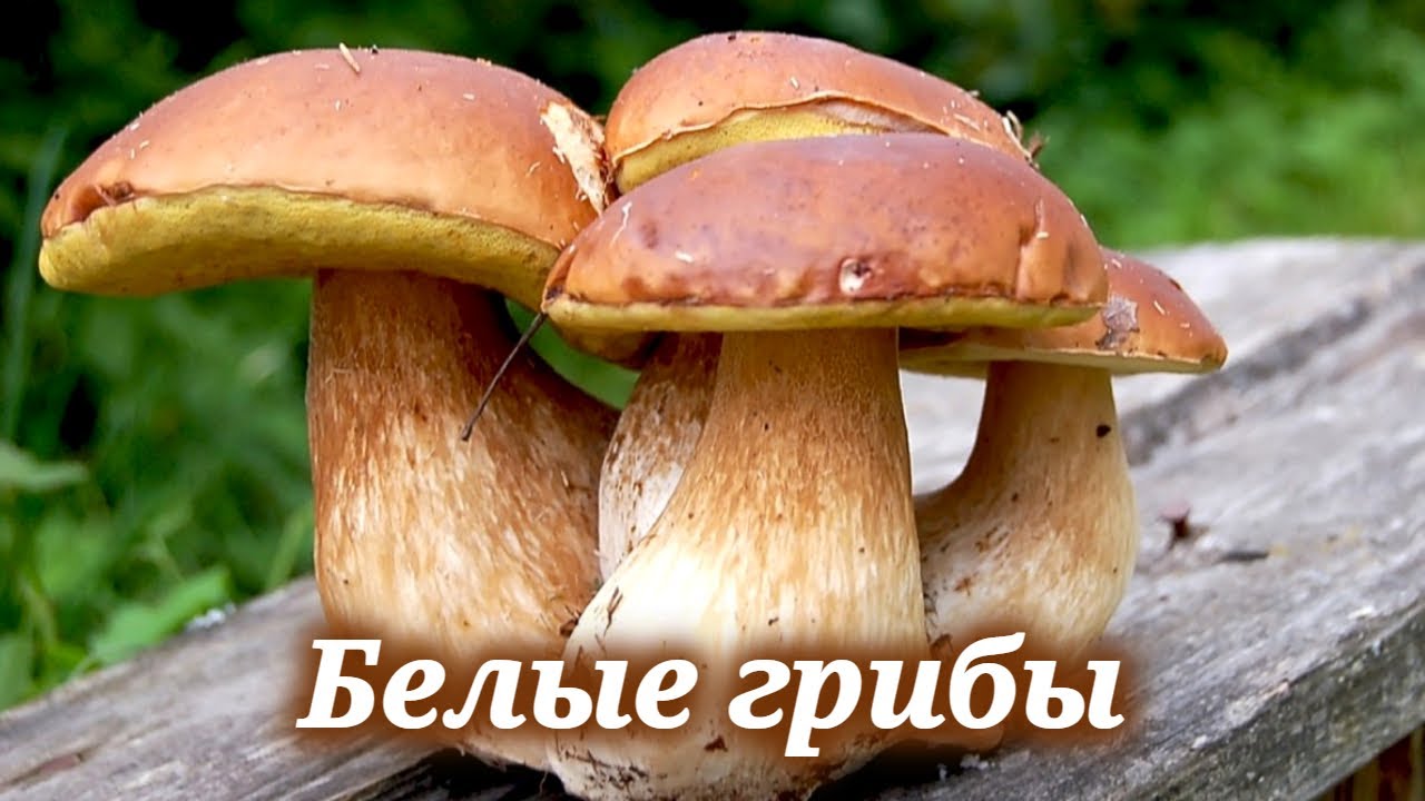Где и когда собирать белые грибы, а также рецепт вкуснейшего блюда с белыми грибами
