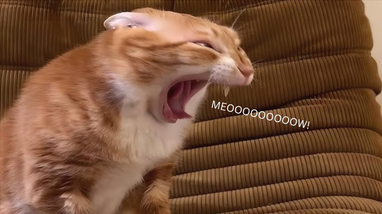 Кошки с НУЛЕВОЙ мозговой активностью 😹 - САМЫЕ СМЕШНЫЕ видео о кошках 2025 года