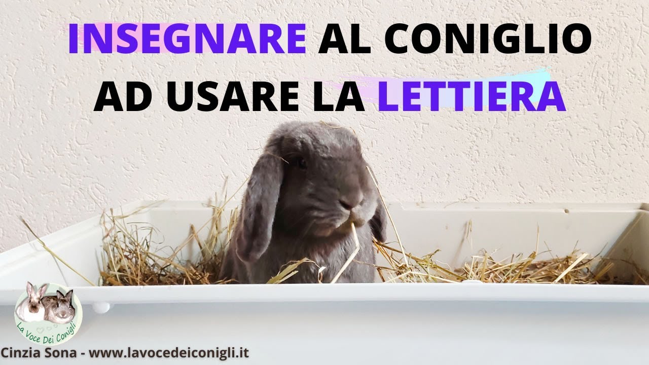 Insegnare al coniglio L'USO DELLA LETTIERA #coniglio