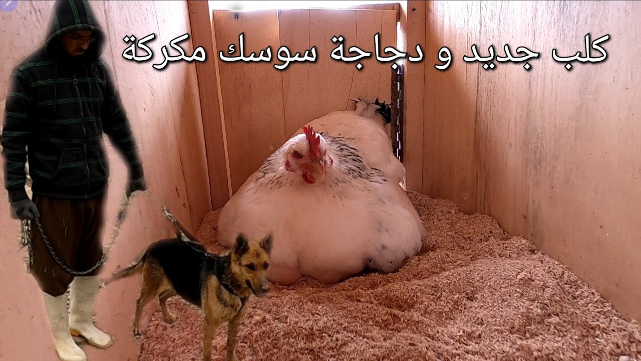 جبت كلب الراعي الألماني (german shepherd) للمزرعة ، دجاج سوسكس كركت عندي (75)