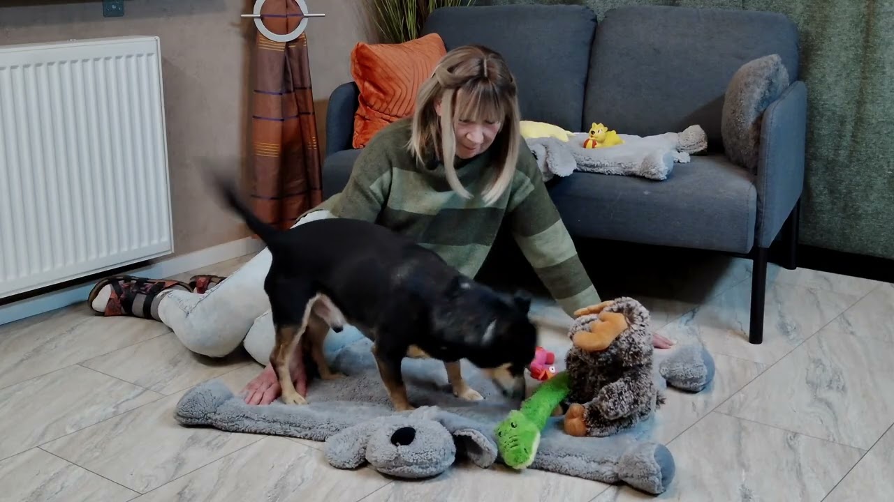 Diablo & Timmy testen die Nobby Kuscheldecke DOGGY - Spielunterlage - Schutzdecke - Liegedecke