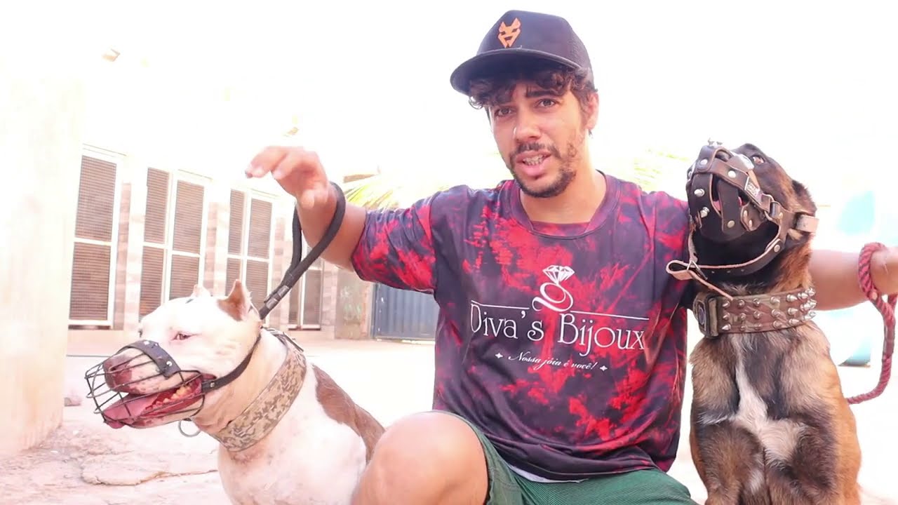 APROXIMAÇÃO PITBULL BARÃO E MALINOIS MAGNUM