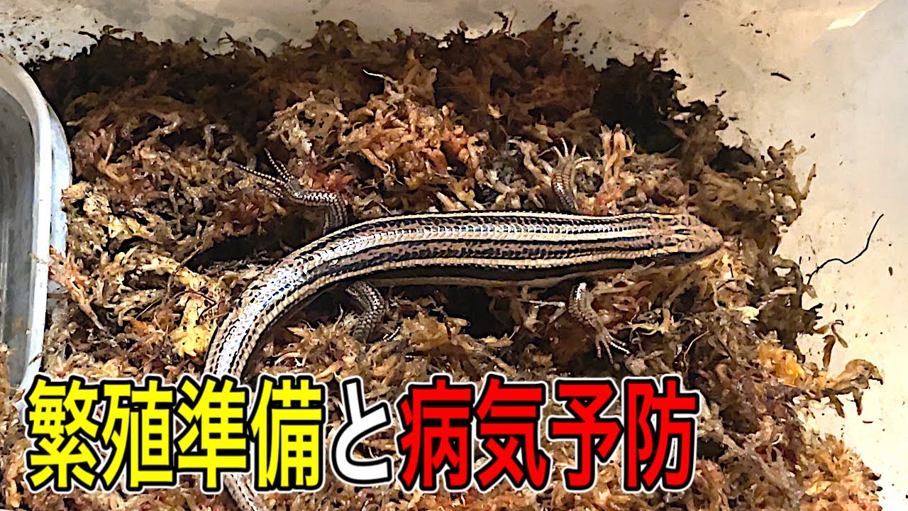 ニホントカゲ繁殖準備と病気予防
