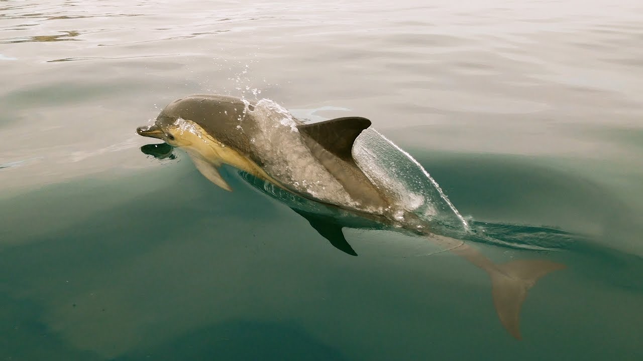 Dolphins - West Cork - Ireland
