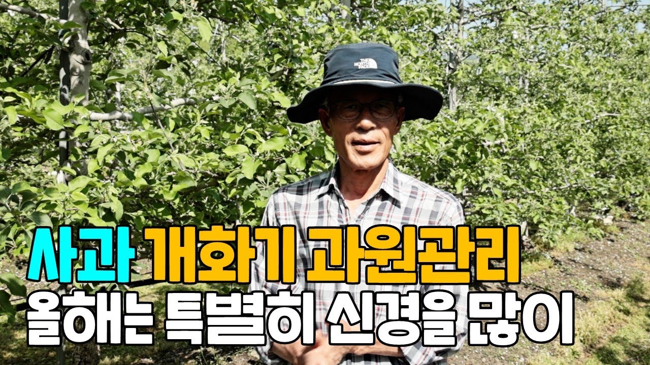 사과재배 개화기 과원관리 적과시기 전정 강사 유병욱