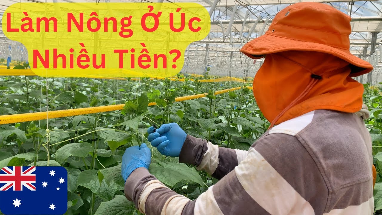LÀM FARM DƯA LEO Ở ÚC KHỔ HAY SƯỚNG I Úc Vlog