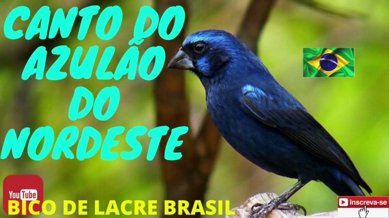CANTO DO AZUL&Atilde;O DO NORDESTE - cantos de azul&atilde;o ! #azul&atilde;o - AUDIO PARA  ENCARTE - treine seu filhote