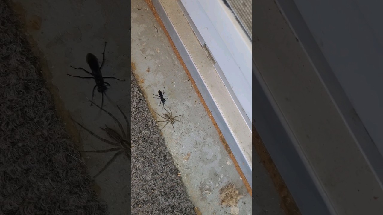 Sphex pensylvanicus caring his hunt😳 #greatblackwasp #wasp #insects #creepy #spider #notapet #shorts