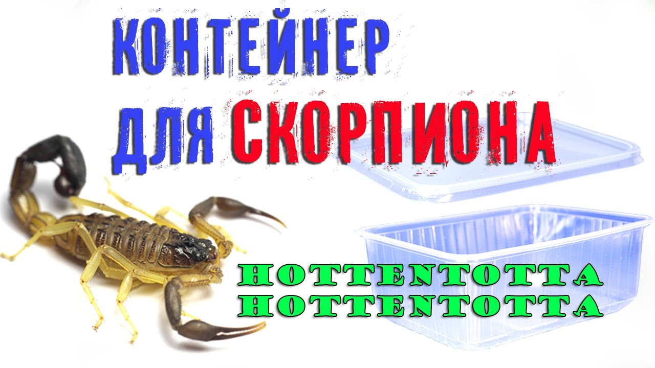 Скорпион 