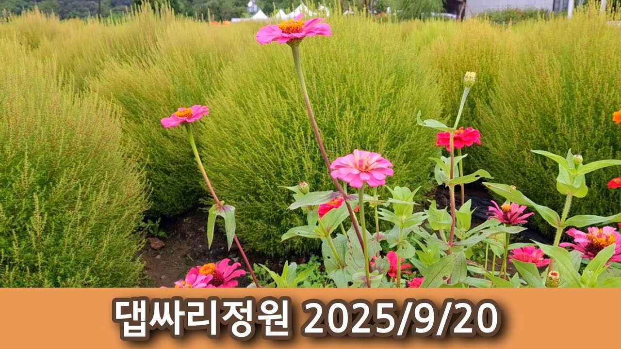 가을 여행 | 수도권 나들이 명소 | 경기도 연천 임진강댑싸리정원 Korea Travel Log