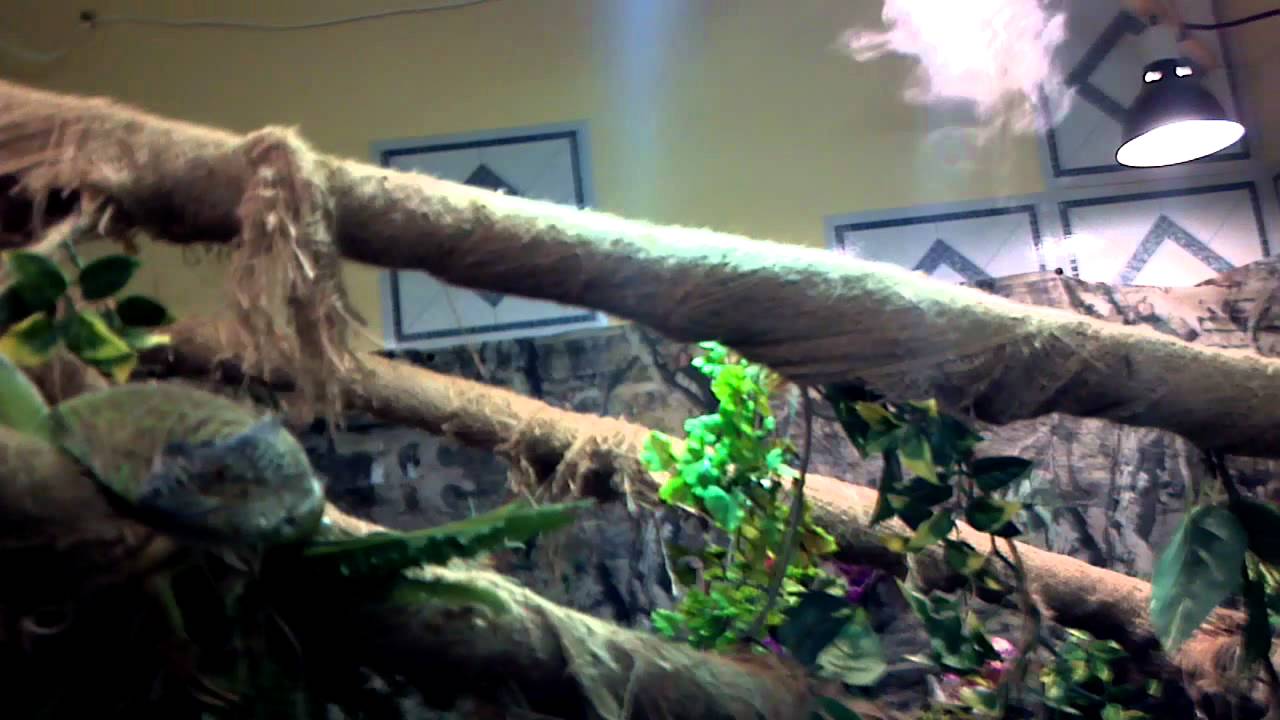 Iguana Habitat