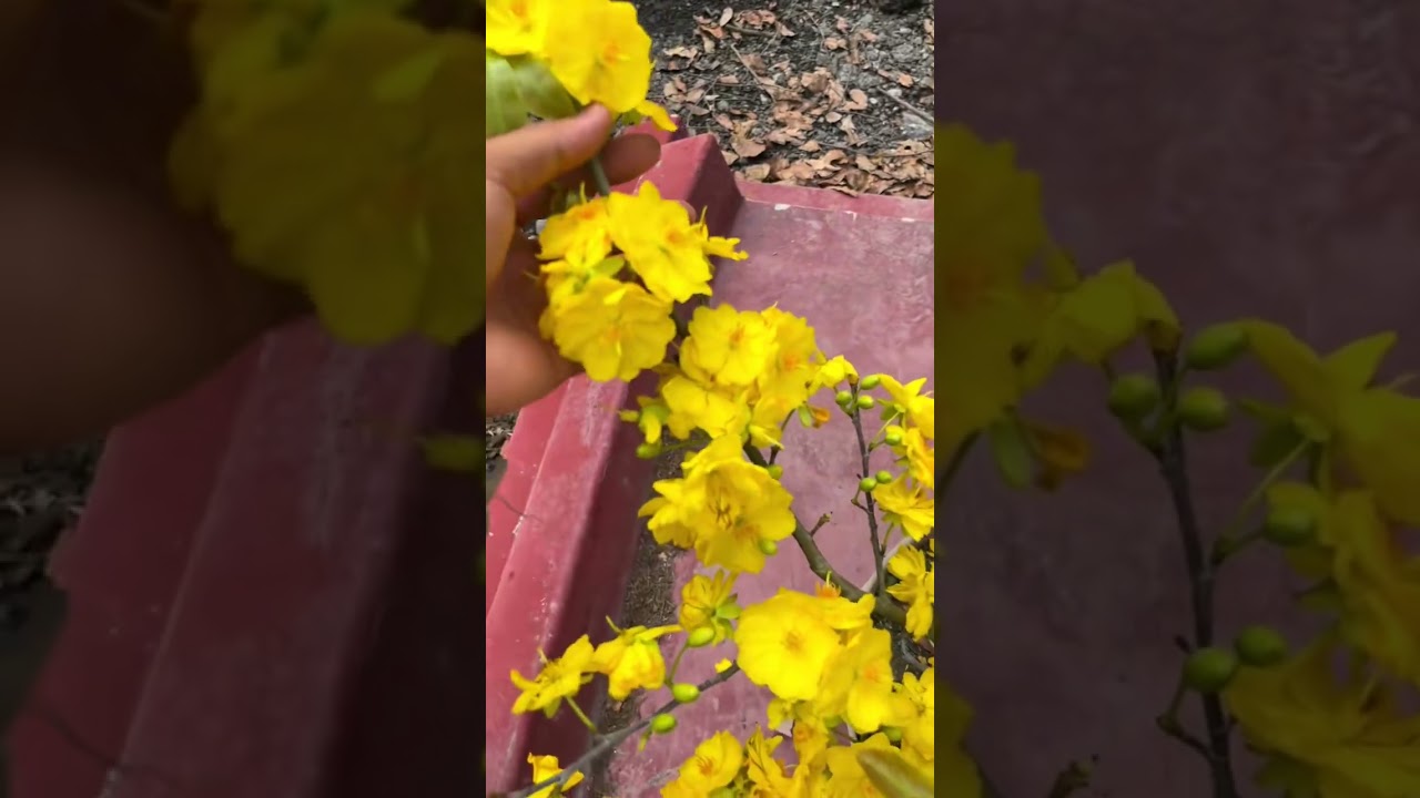 Chuỗi b&ocirc;ng trong truyền thuyết đ&atilde; xuất hiện #maivang #maivangmientay #maibonsai #maivangbonsai