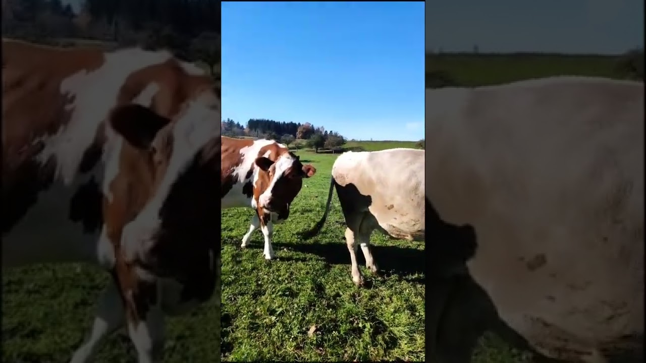 Lubicie kr&oacute;wki? 🥰🐄
