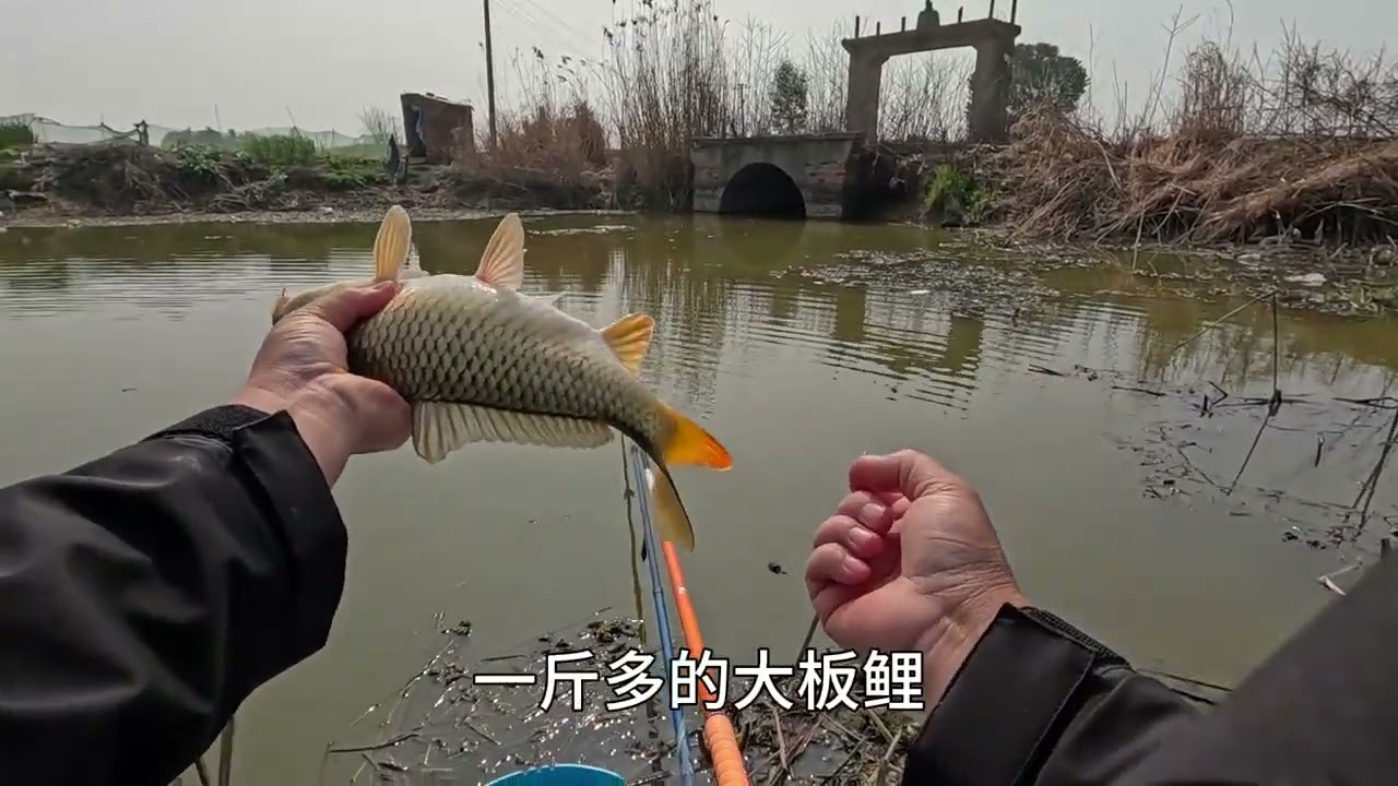 春暖花开，正是钓鱼的好时节! #钓鱼王地狱猫 #螺纹钢综合