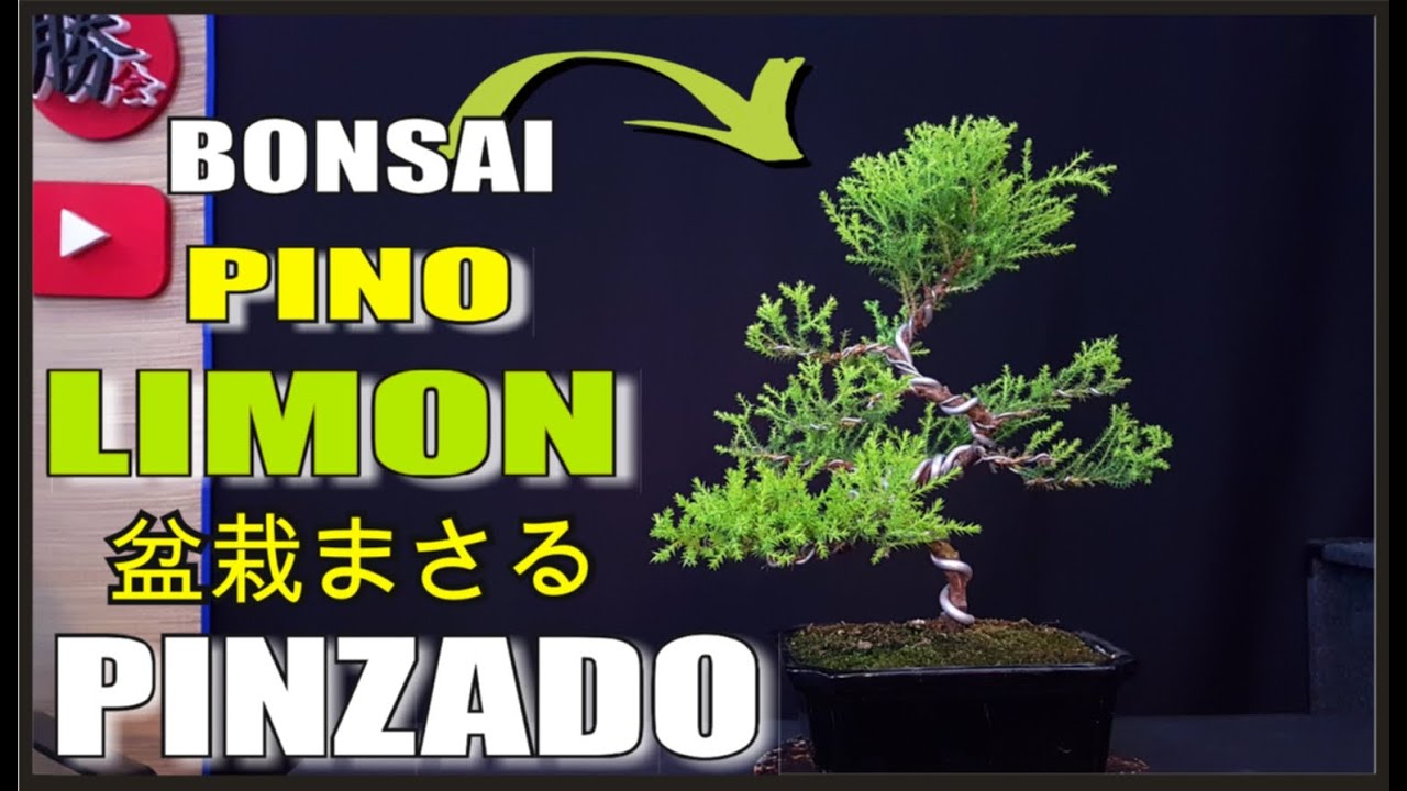 PINO LIMÓN!!! CIPRÉS LIMÓN = BONSAI!!!!! COMO HACERLO !!! PARA QUE NO SE SEQUE!!! PINZADO!!!!!!