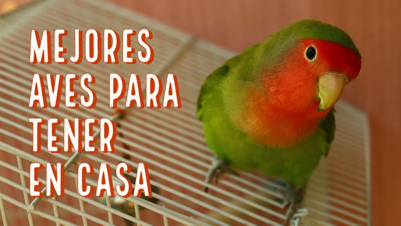 Mejores AVES para tener en CASA